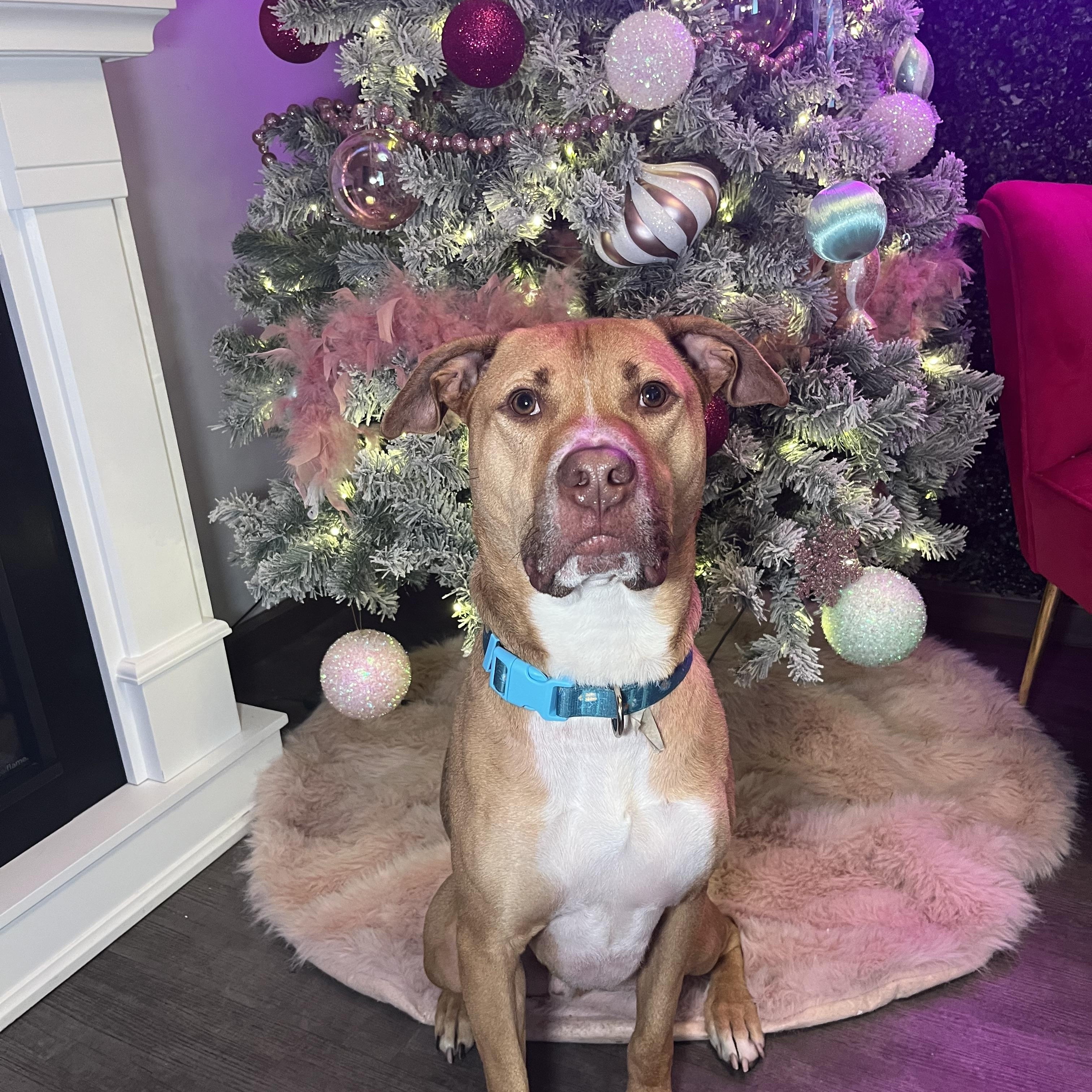 Buddy, a Adoptable mixed breed in Cumberland, RI image 3/6