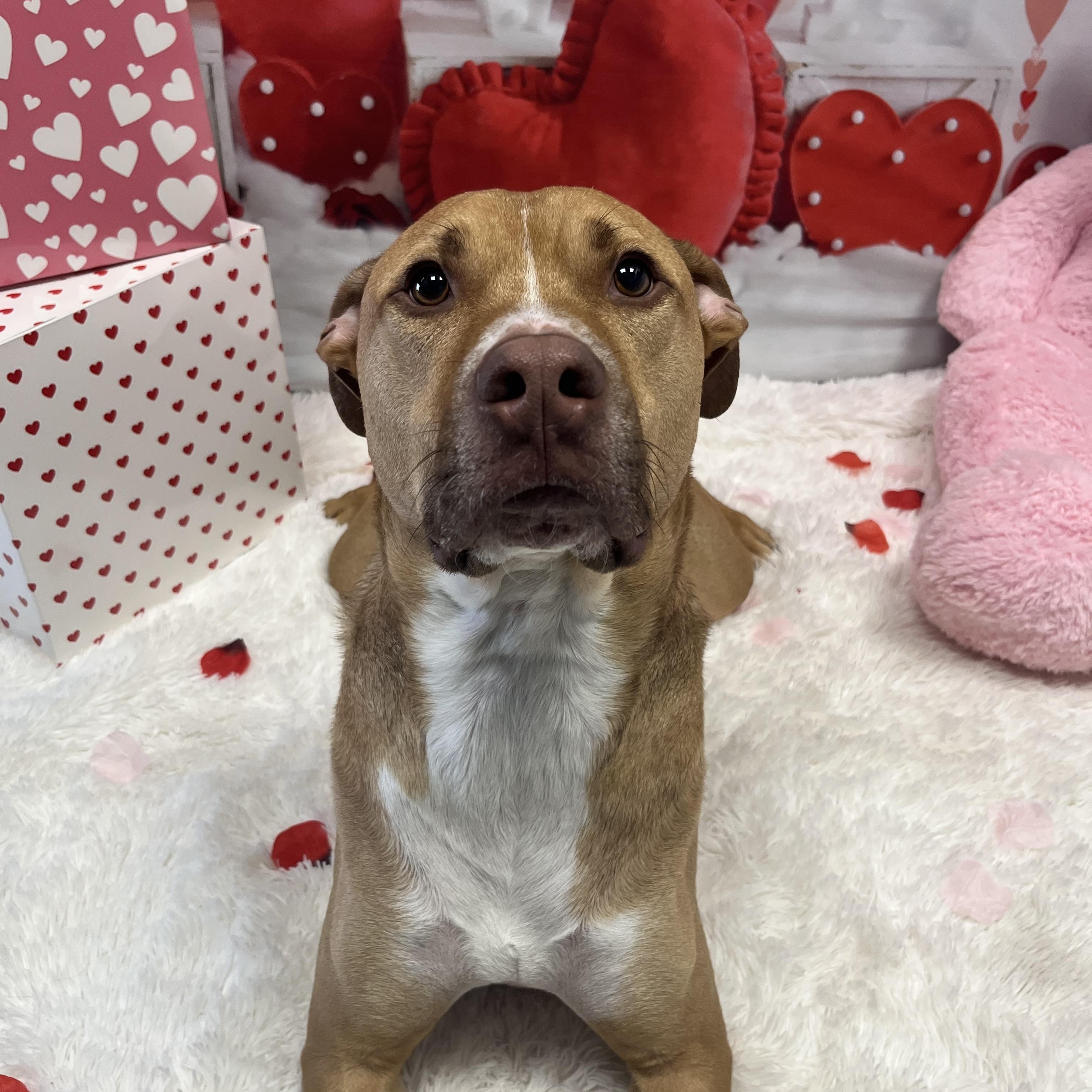 Enlarge Buddy, a Adoptable mixed breed in Cumberland, RI image 3/6