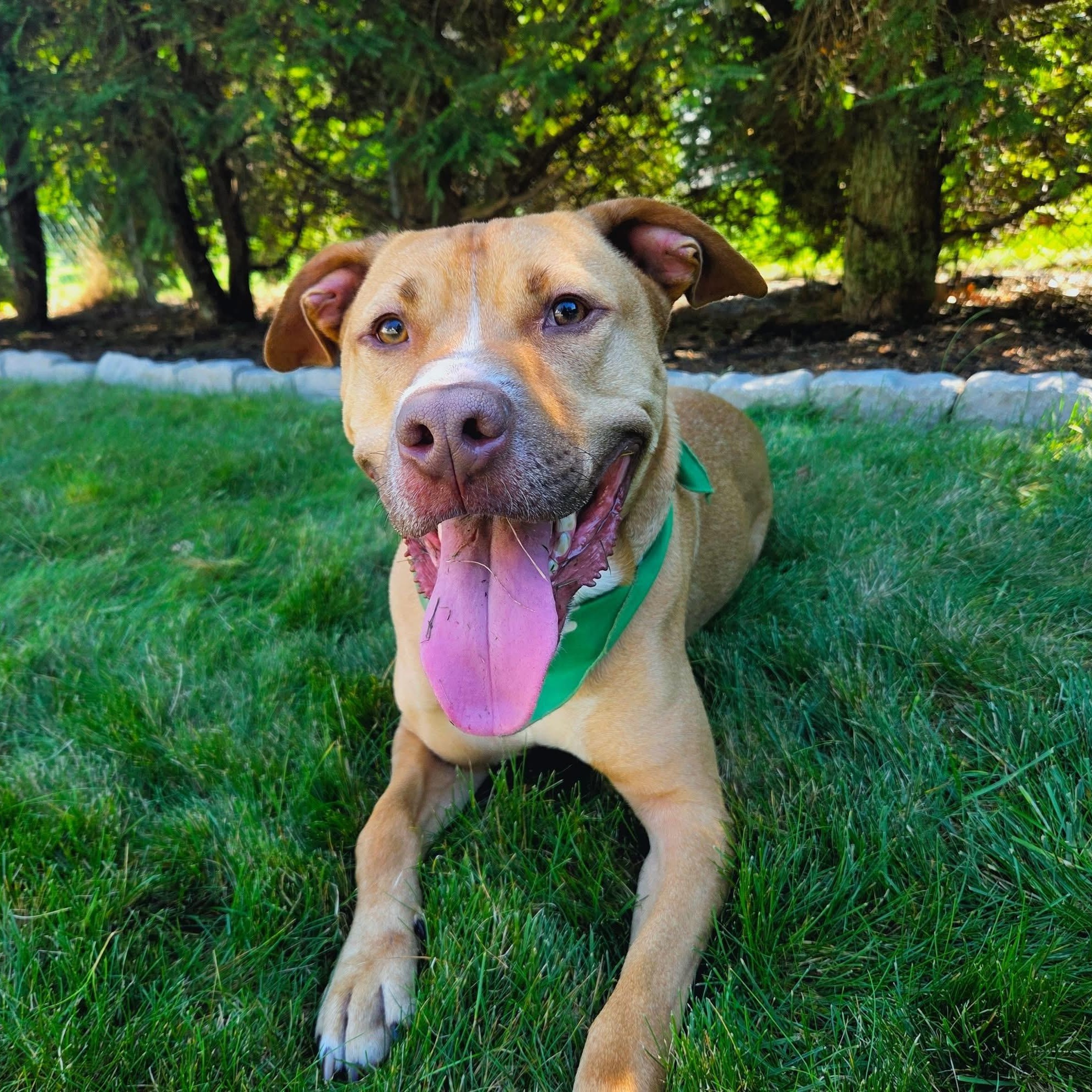 Buddy, a Adoptable mixed breed in Cumberland, RI image 6/6