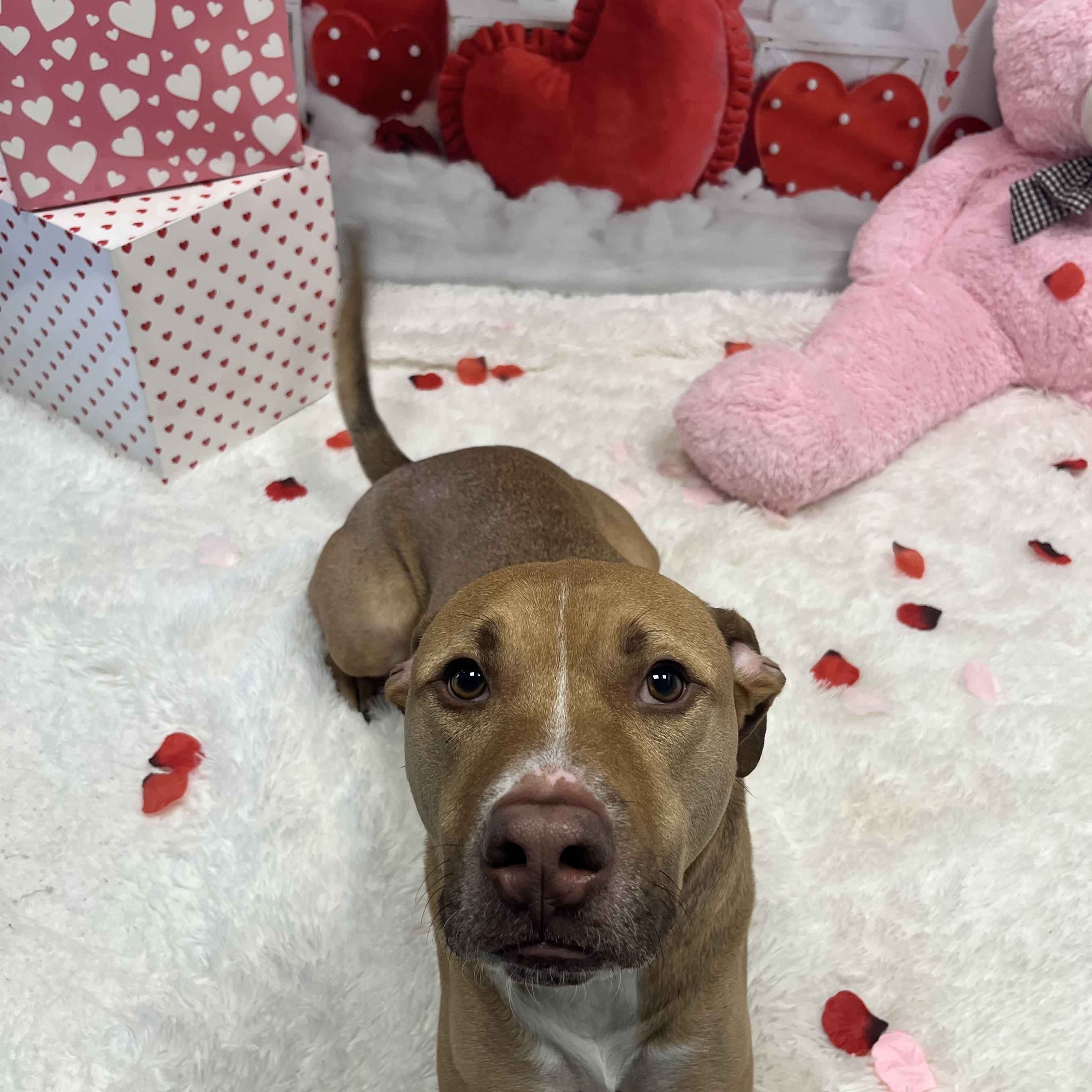 Enlarge Buddy, a Adoptable mixed breed in Cumberland, RI image 4/6