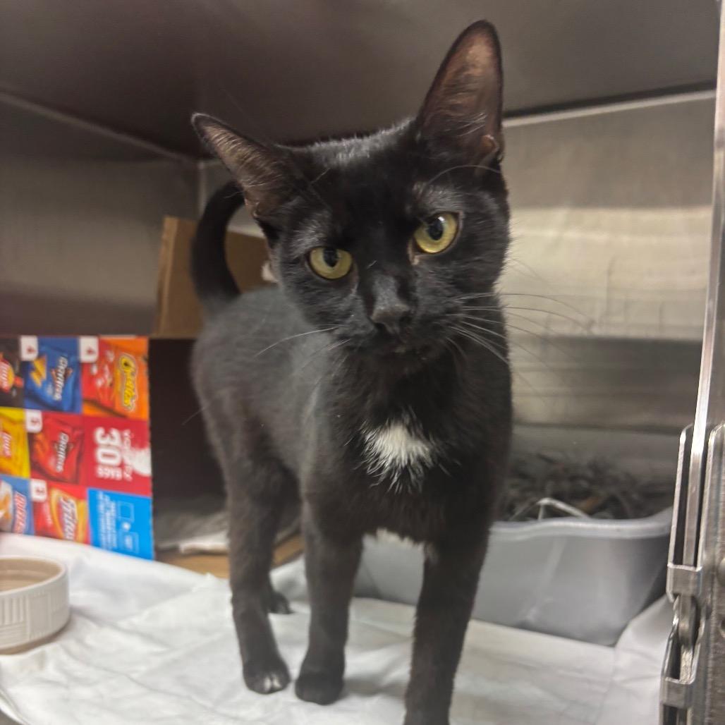 Espresso, Adoptable, Young Female Domestic Short Hair.