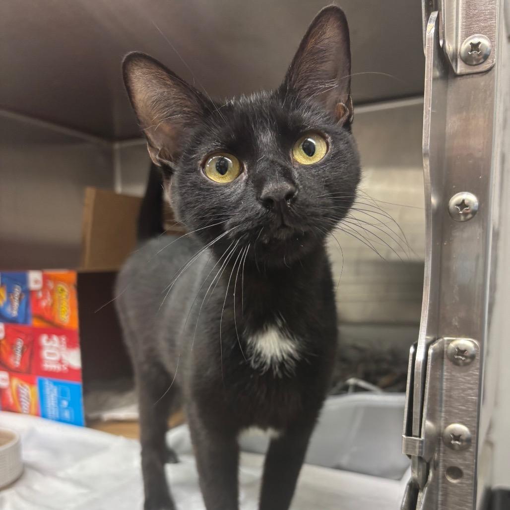 Espresso, a Adoptable Domestic Short Hair in Philadelphia, PA image 2/4