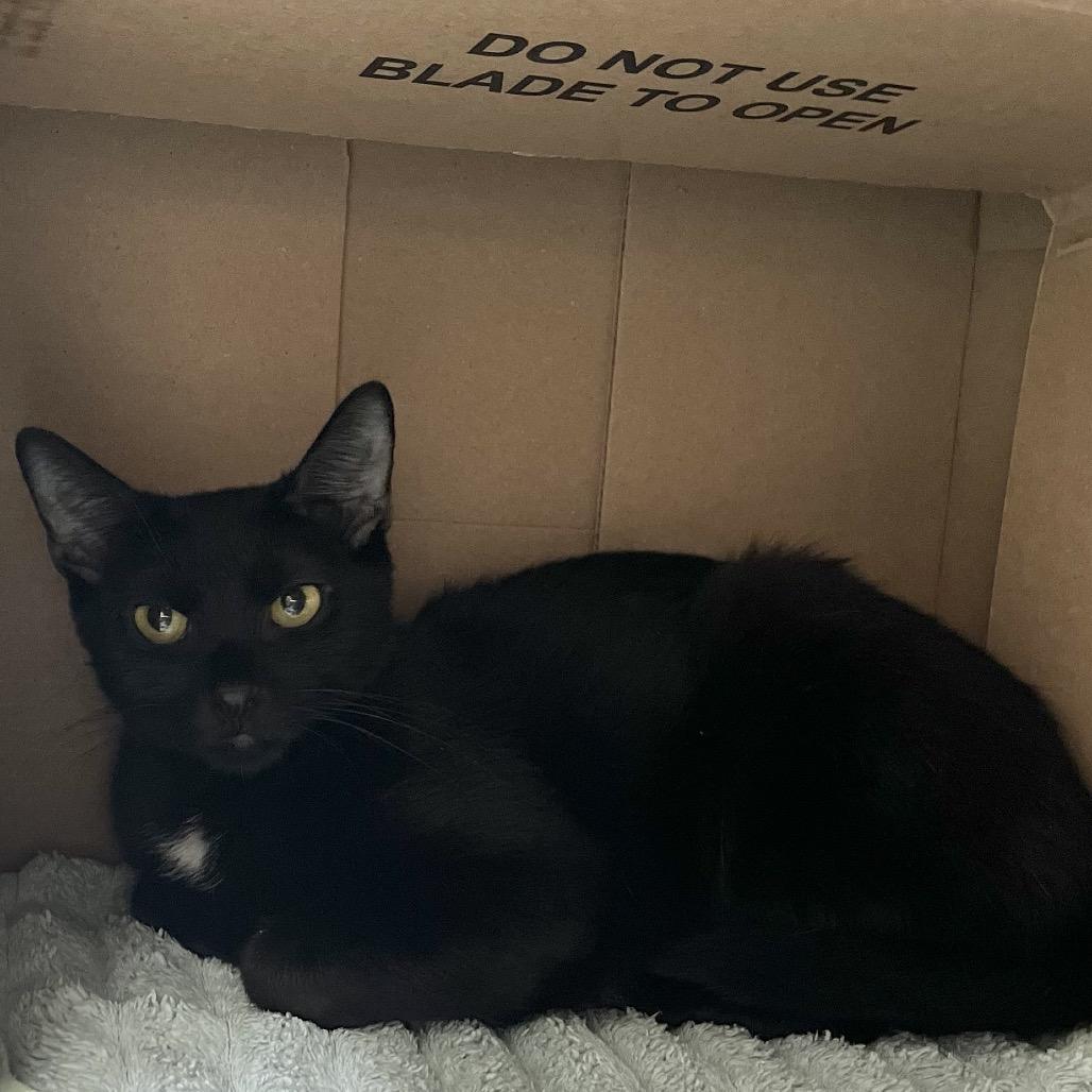 Espresso, a Adoptable Domestic Short Hair in Philadelphia, PA image 3/4