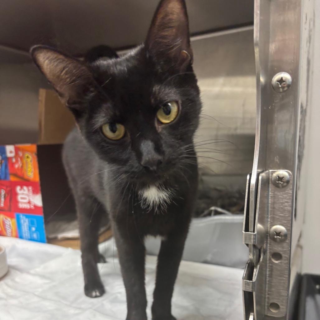 Espresso, a Adoptable Domestic Short Hair in Philadelphia, PA image 4/4