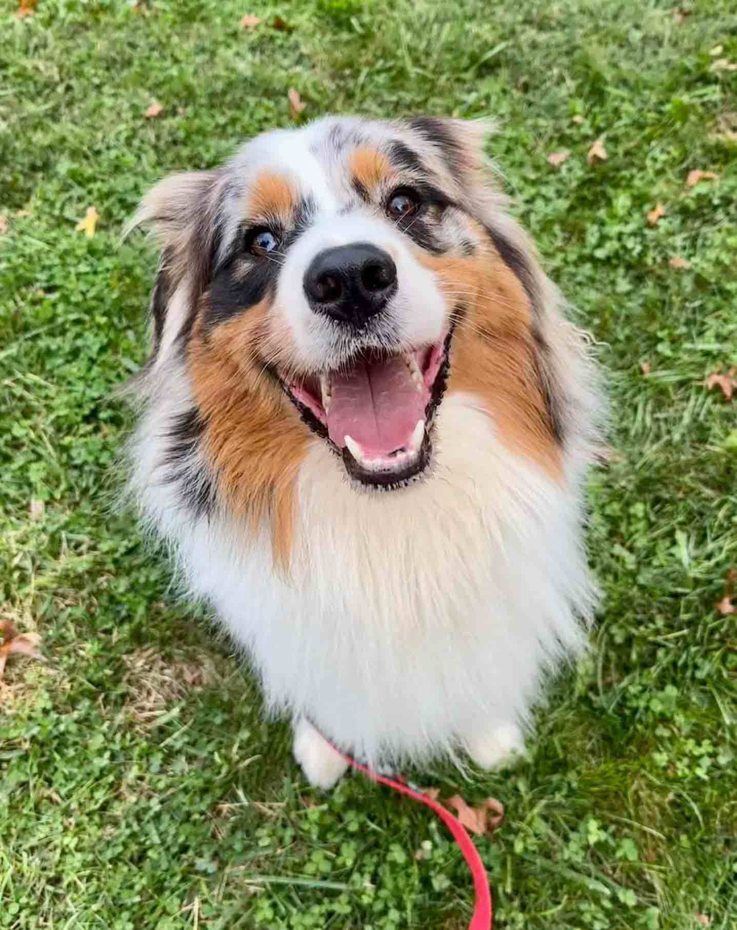 Enlarge Kibo - bonded with Luna, a Adopted mixed breed in Howell, NJ image 1/4