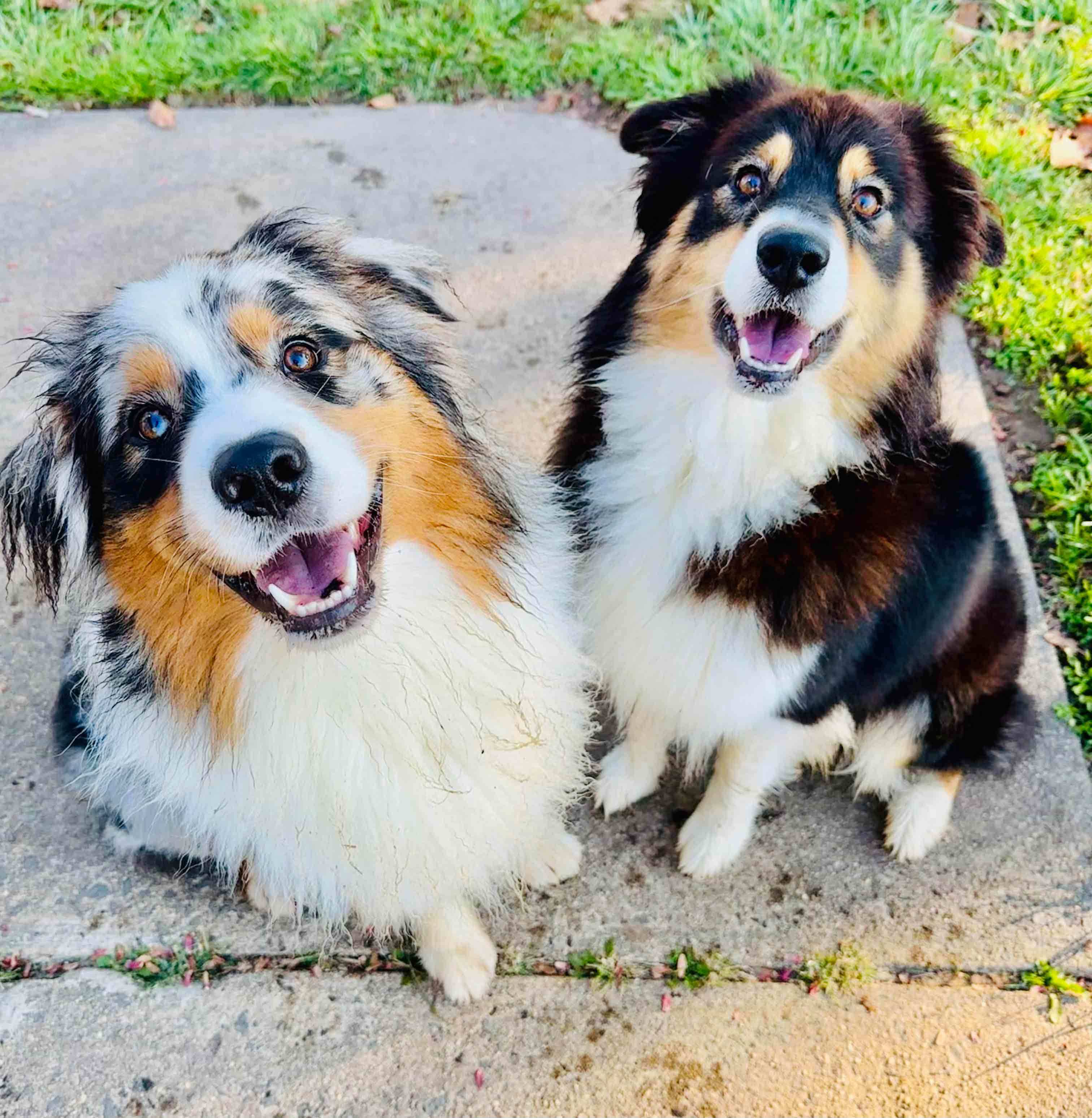 Enlarge Kibo - bonded with Luna, a Adopted mixed breed in Howell, NJ image 2/4