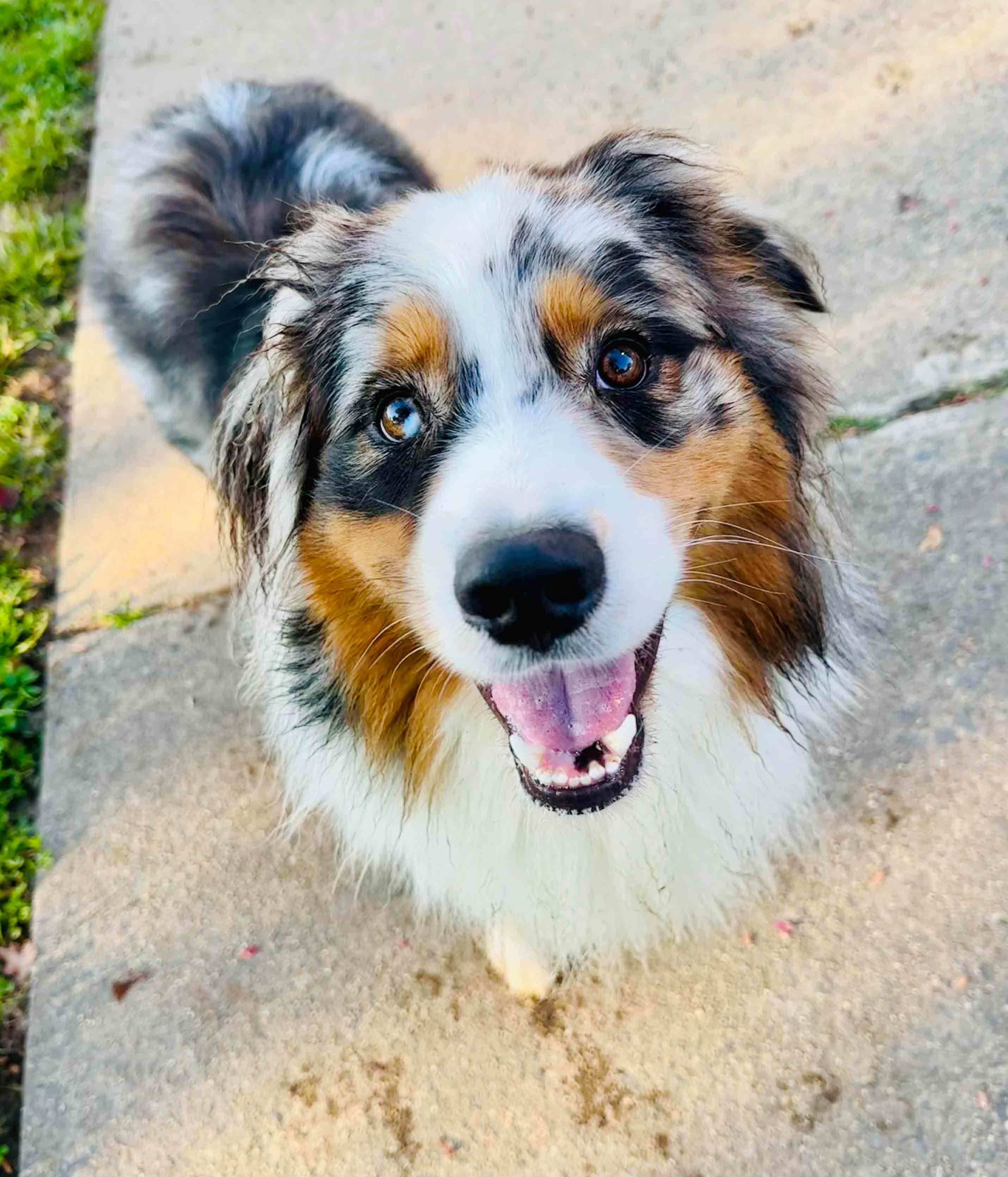 Enlarge Kibo - bonded with Luna, a Adopted mixed breed in Howell, NJ image 3/4