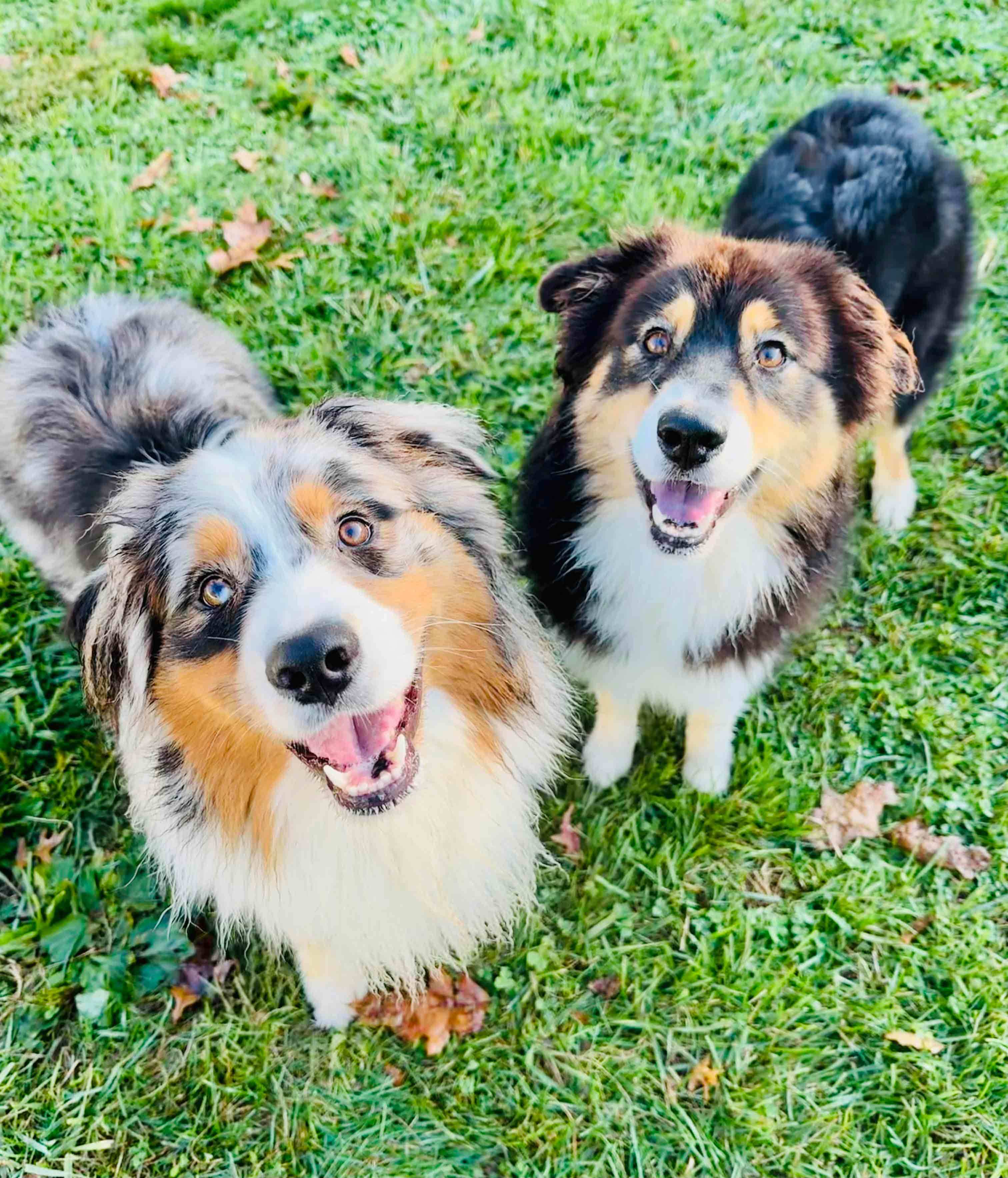 Enlarge Kibo - bonded with Luna, a Adopted mixed breed in Howell, NJ image 4/4