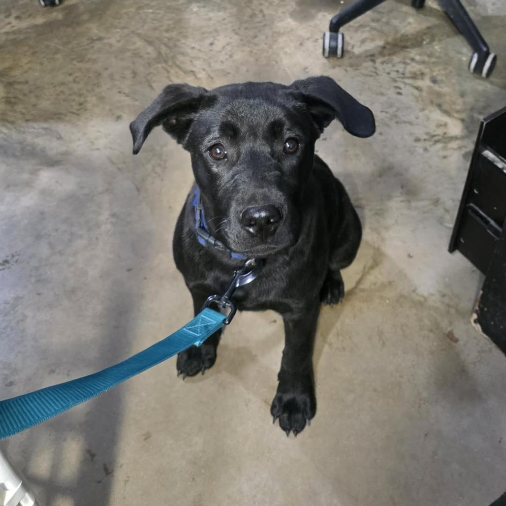 Bartholomew, a Adoptable mixed breed in Amarillo, TX image 1/6