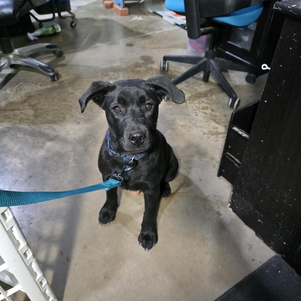 Bartholomew, a Adoptable mixed breed in Amarillo, TX image 2/6