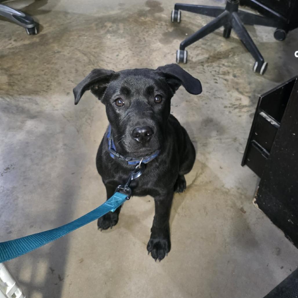 Bartholomew, a Adoptable mixed breed in Amarillo, TX image 3/6