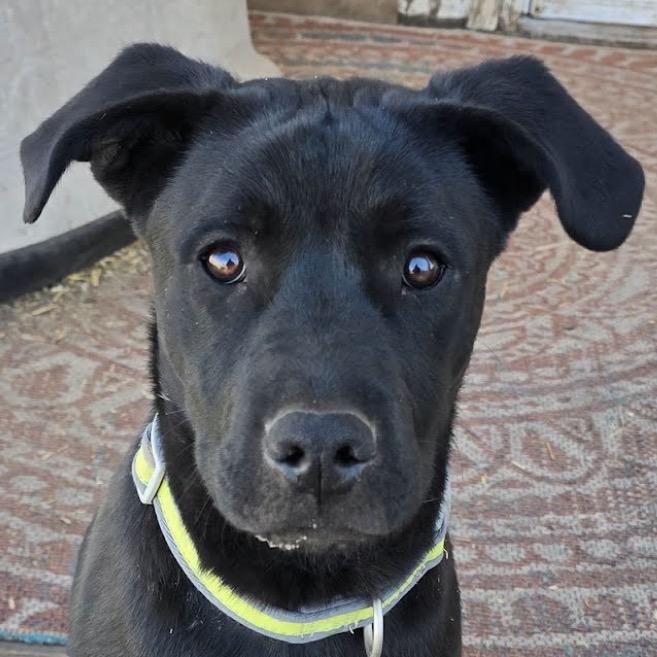 Bartholomew, a Adoptable mixed breed in Amarillo, TX image 4/6