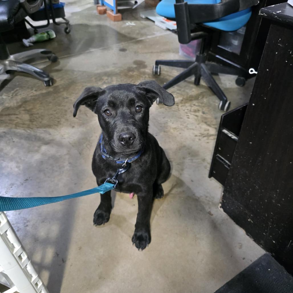 Bartholomew, a Adoptable mixed breed in Amarillo, TX image 5/6