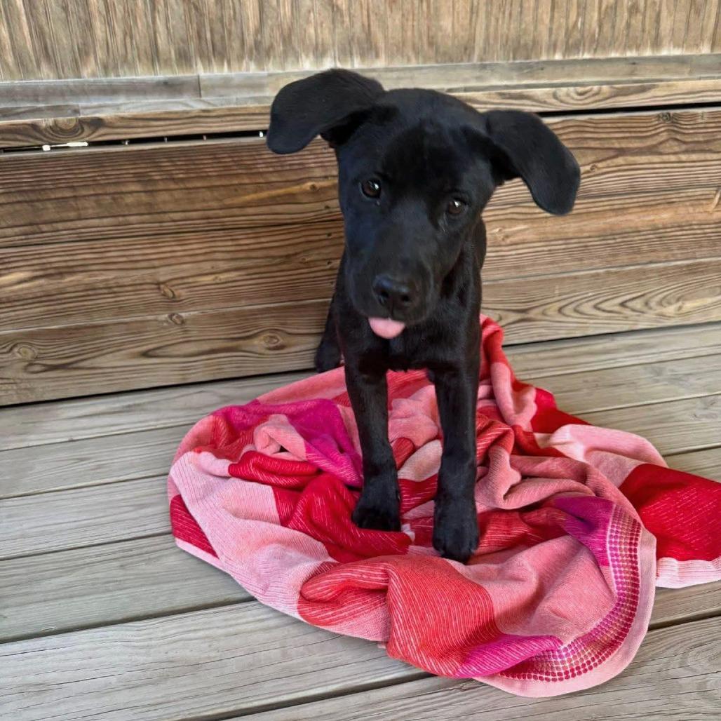 Bartholomew, a Adoptable mixed breed in Amarillo, TX image 6/6