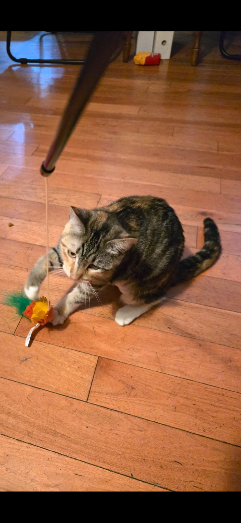 Mona Lisa, a Adoptable Calico in Monrovia , CA image 4/6