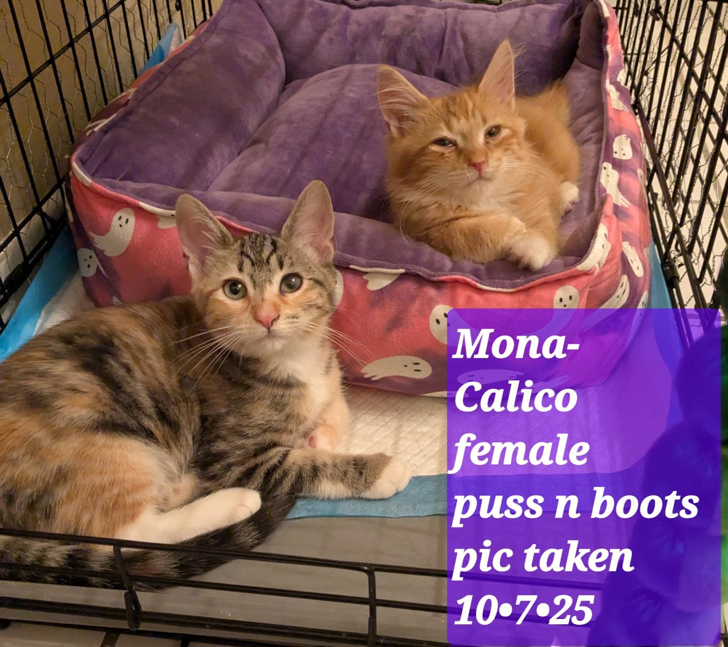 Mona, Adoptable, Kitten Female Dilute Calico.