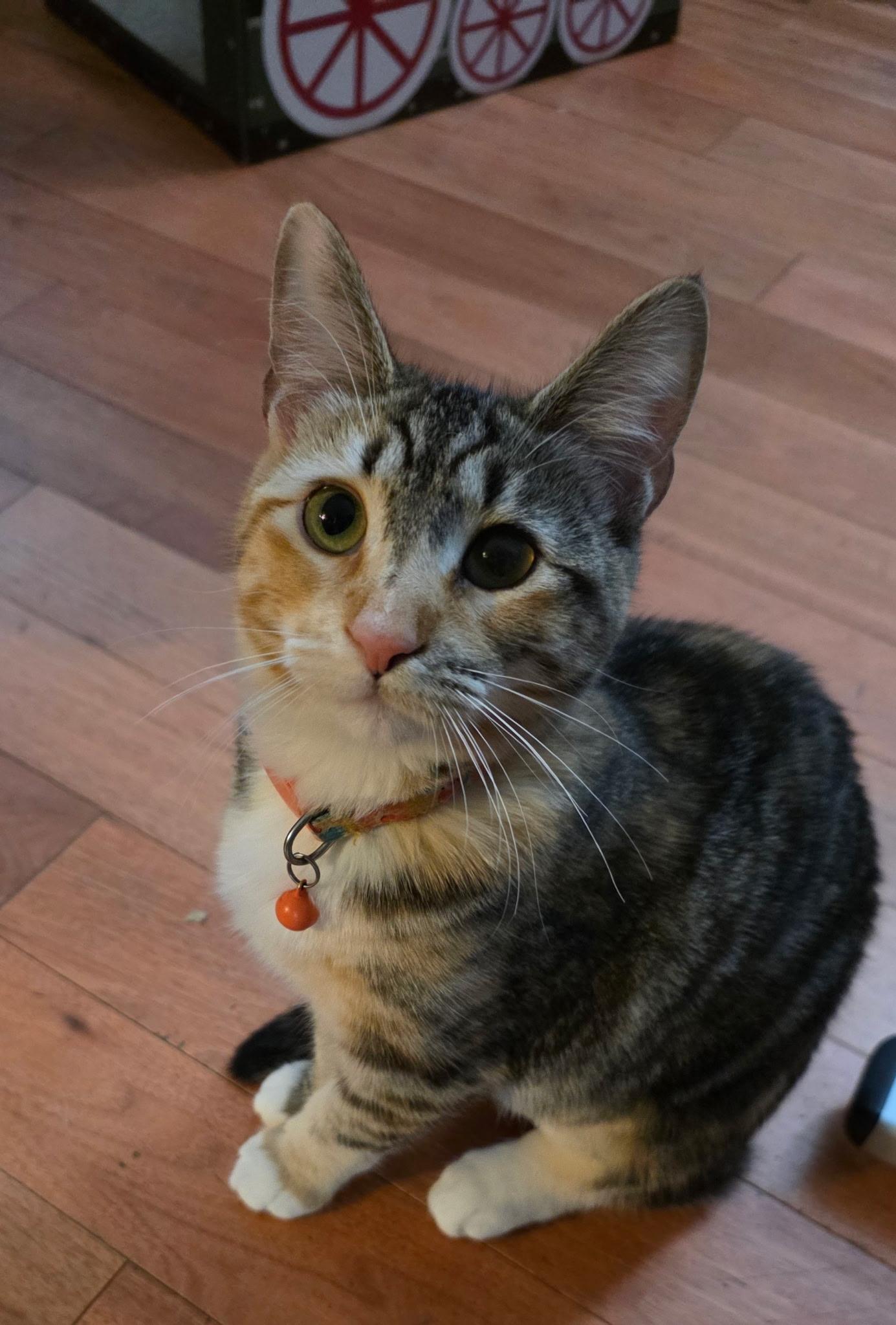 Mona Lisa, a Adoptable Calico in Monrovia , CA image 6/6