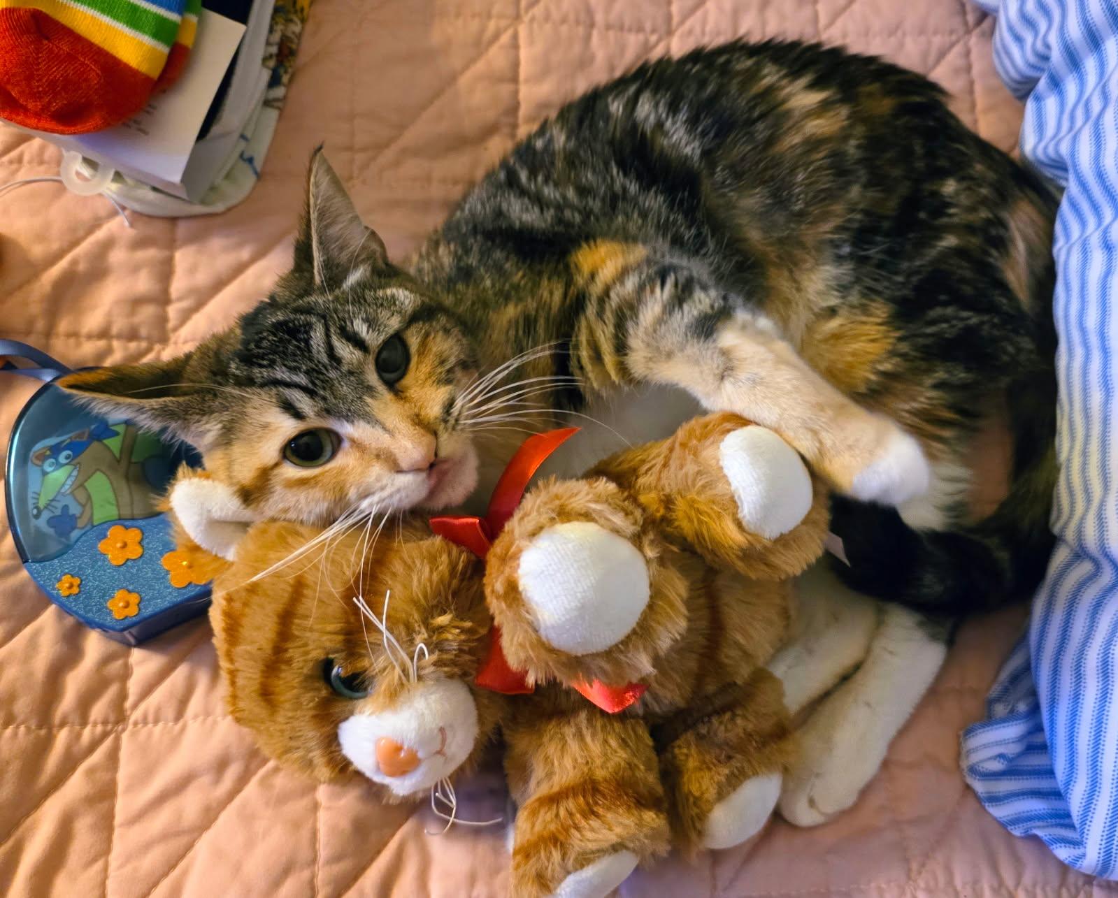 Mona Lisa, Adoptable, Kitten Female Calico.