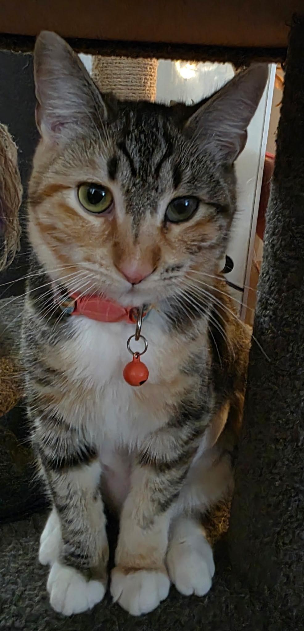 Mona Lisa, a Adoptable Calico in Monrovia , CA image 3/6