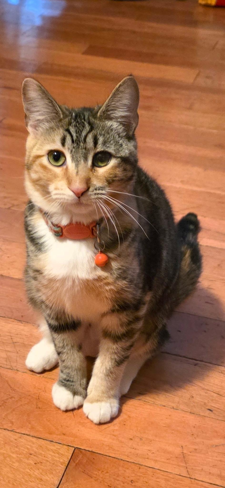 Mona Lisa, a Adoptable Calico in Monrovia , CA image 1/6