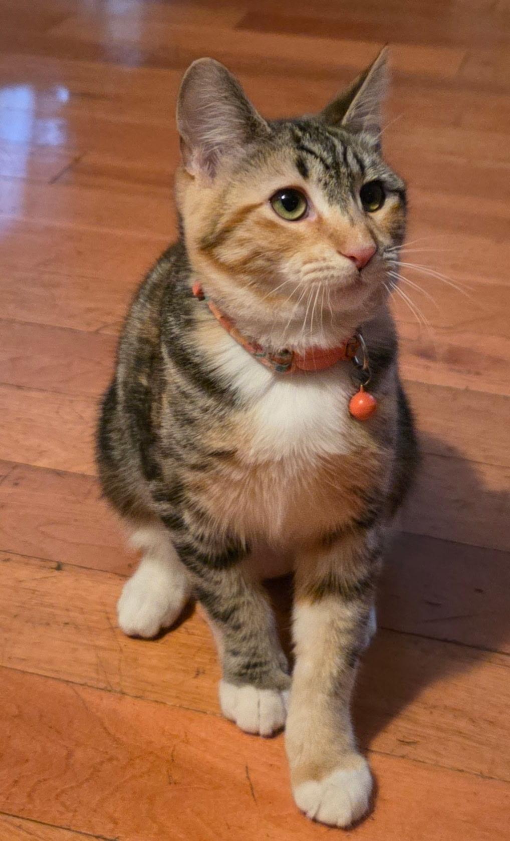 Mona Lisa, a Adoptable Calico in Monrovia , CA image 5/6