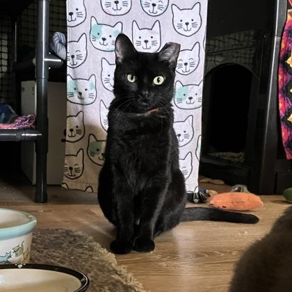 Endive, Adoptable, Young Female Domestic Short Hair & Domestic Short Hair.