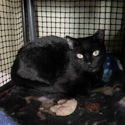 Enlarge Endive, a Adoptable mixed breed in Madison, WI image 2/3