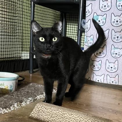 Enlarge Endive, a Adoptable mixed breed in Madison, WI image 3/3