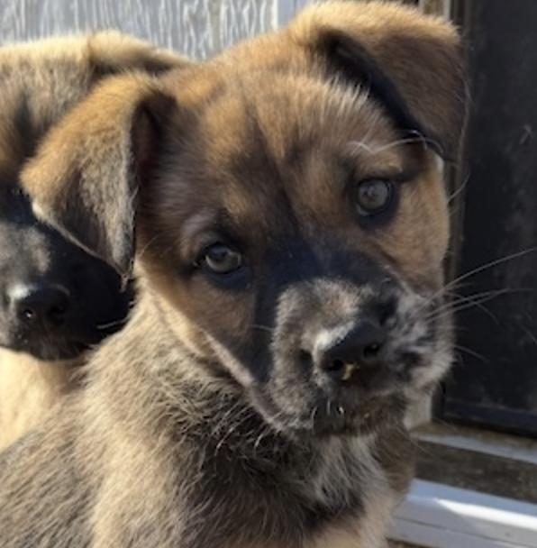 Trixie Elf thumbnail 2