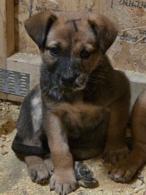 Trixie Elf thumbnail 3