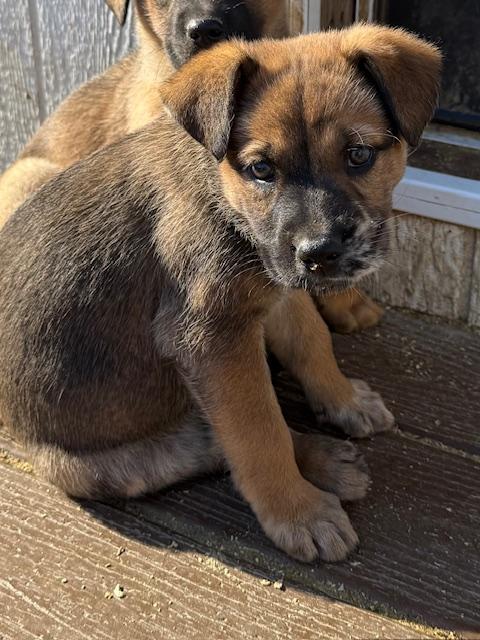 Trixie Elf thumbnail 4