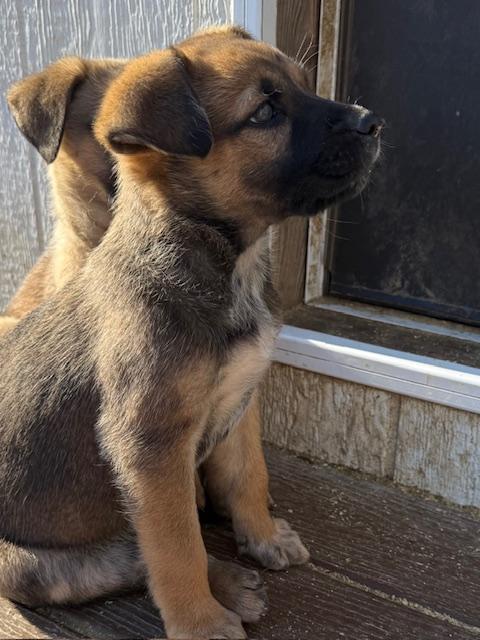 Trixie Elf thumbnail 5