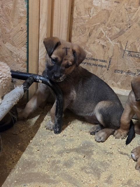 Trixie Elf thumbnail 6