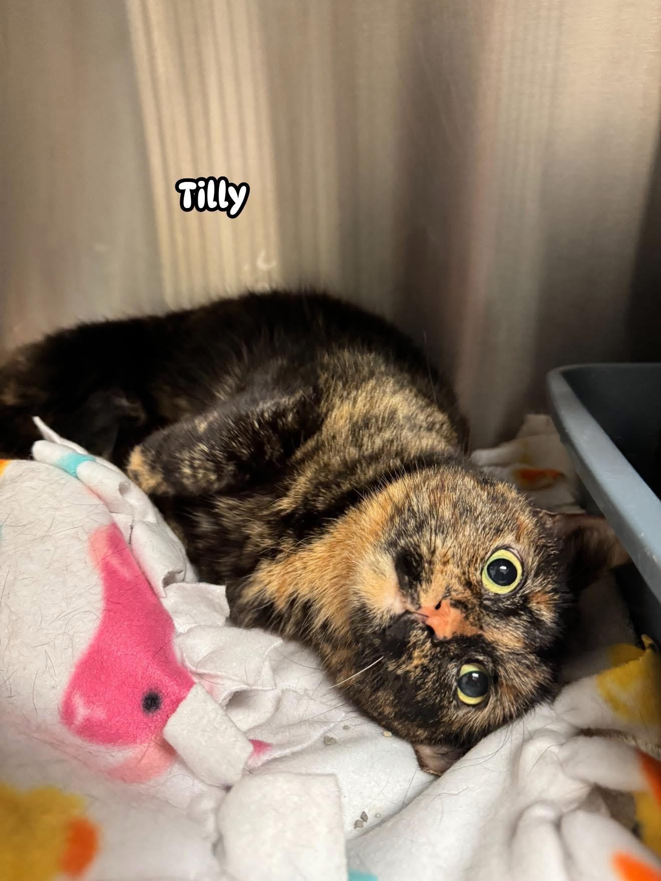 Tilly, Adoptable, Adult Female Domestic Short Hair.