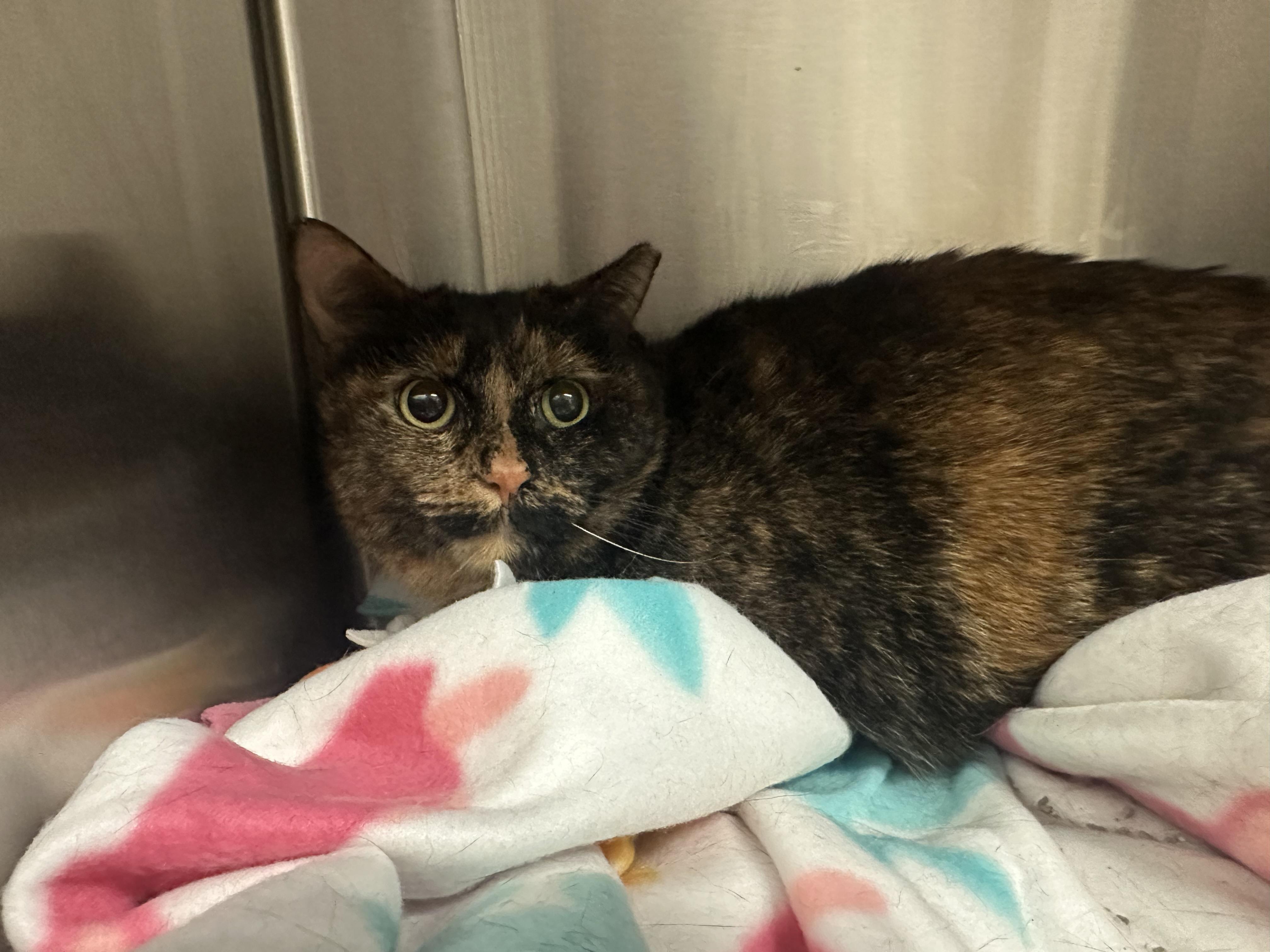 Enlarge Tilly, a Adoptable Domestic Short Hair in Grand Rapids, MI image 3/3