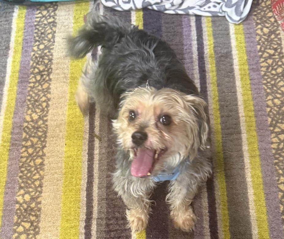 Max, an adopted mixed breed in Wingdale, NY image 2/3
