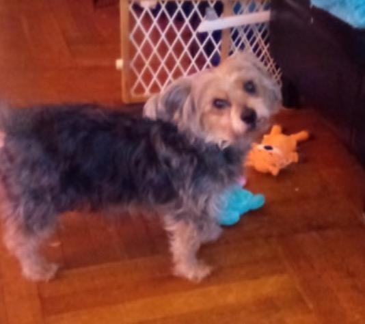Max, ADOPTABLE, Adult Male Yorkshire Terrier & Australian Terrier.