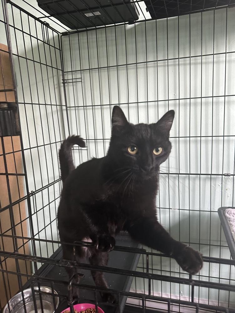 Ramona, Adoptable, Young Female Domestic Short Hair.