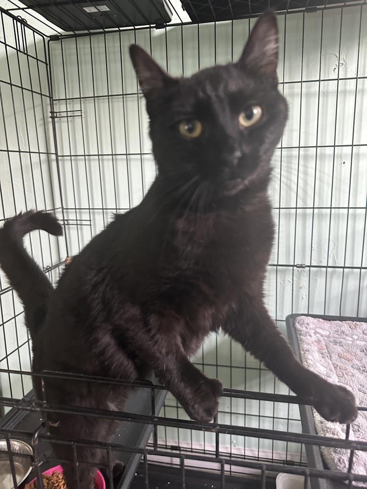 Ramona, a Adoptable Domestic Short Hair in Oakdale, CA image 2/2