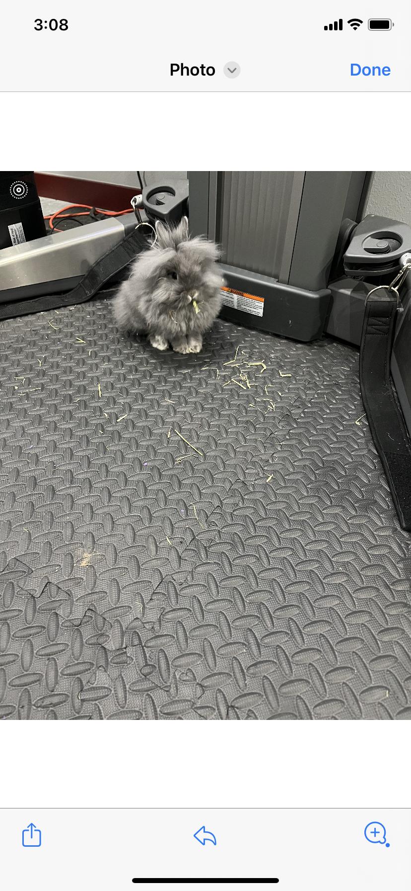 Enlarge Cici & Titu, a ADOPTABLE Lionhead in Gig Harbor, WA image 2/3