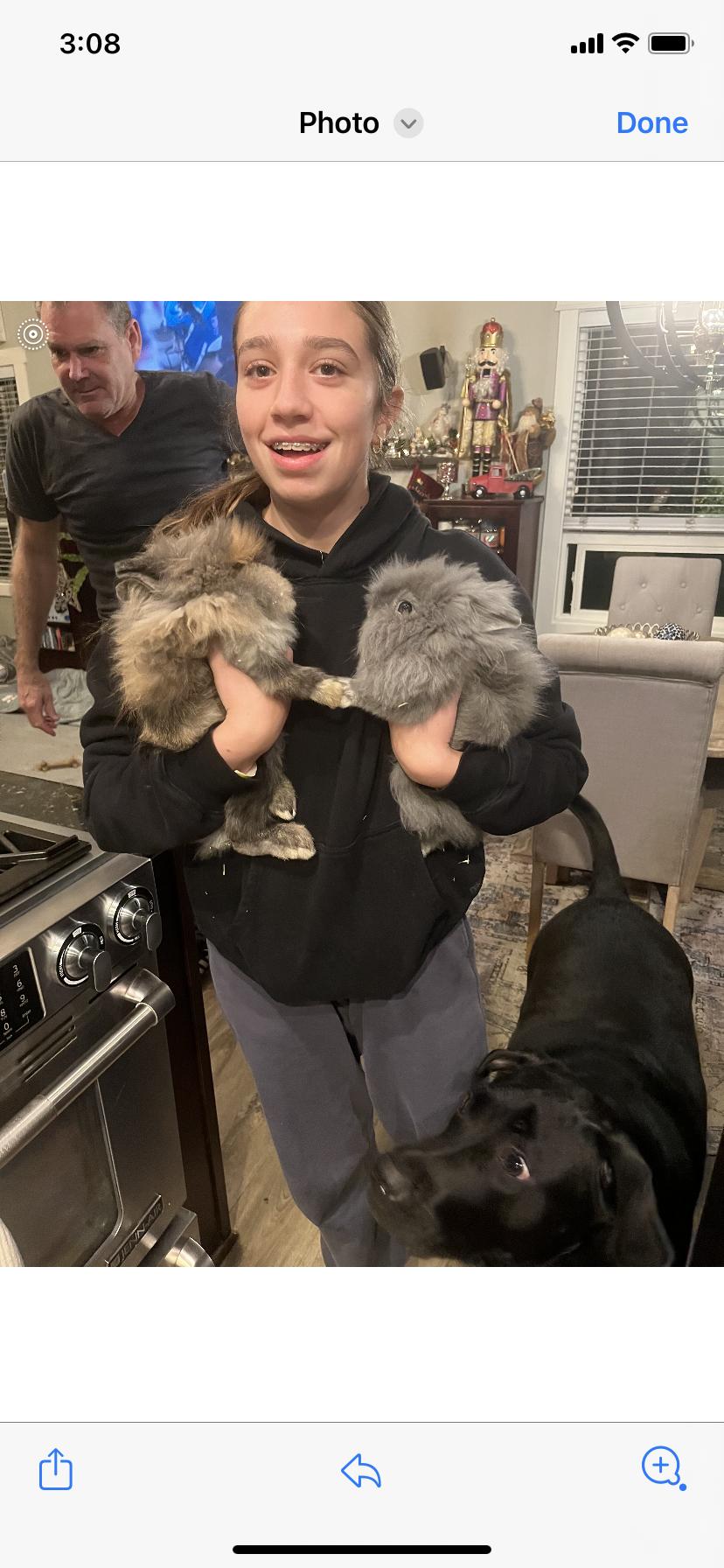 Enlarge Cici & Titu, a ADOPTABLE Lionhead in Gig Harbor, WA image 3/3