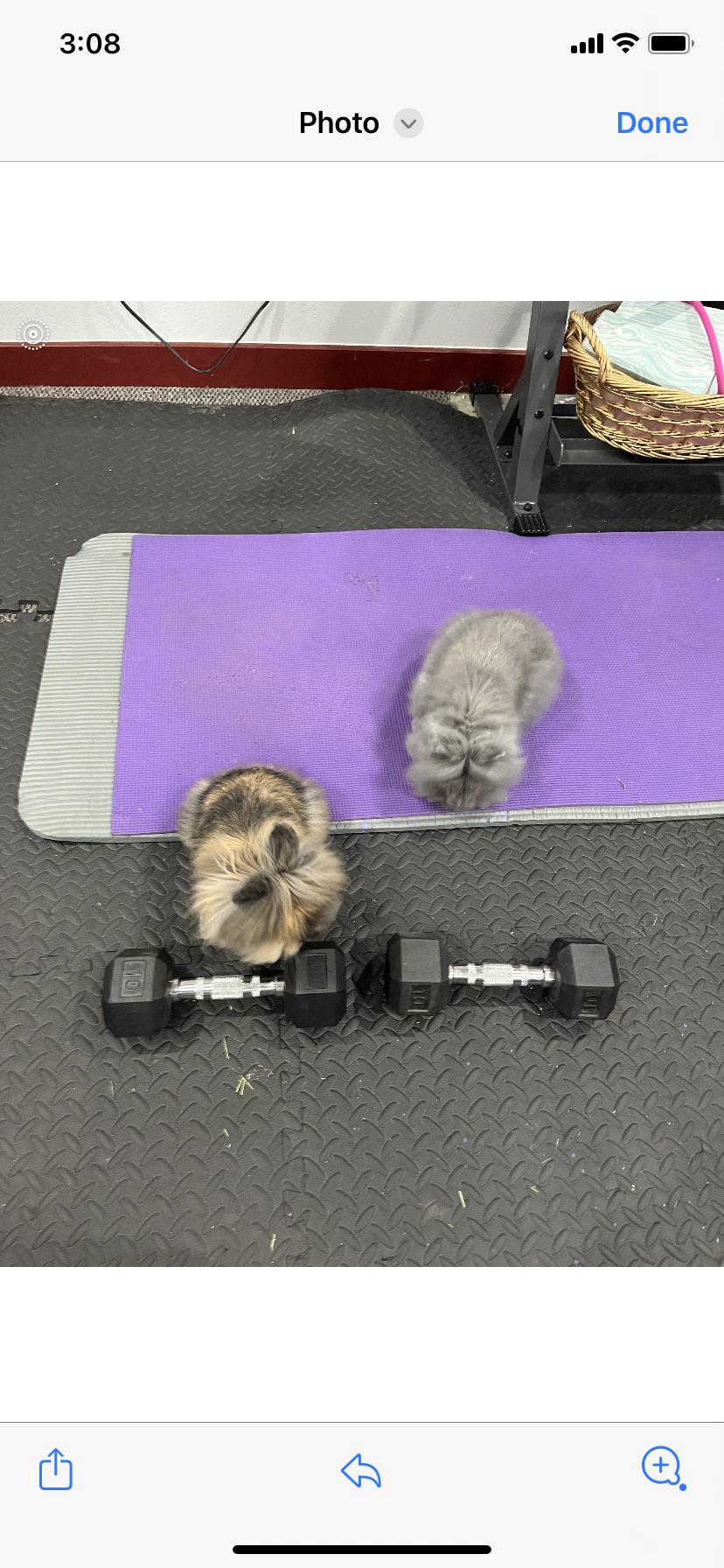 Enlarge Cici & Titu, a ADOPTABLE Lionhead in Gig Harbor, WA image 1/3