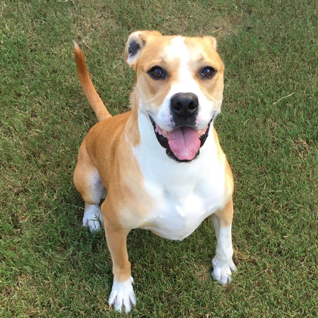 Buddy, Adoptable, Adult Male Boxer & Mixed Breed.