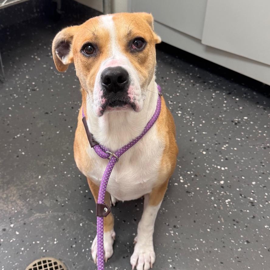 Enlarge Buddy, a Adoptable mixed breed in Bessemer, AL image 2/2