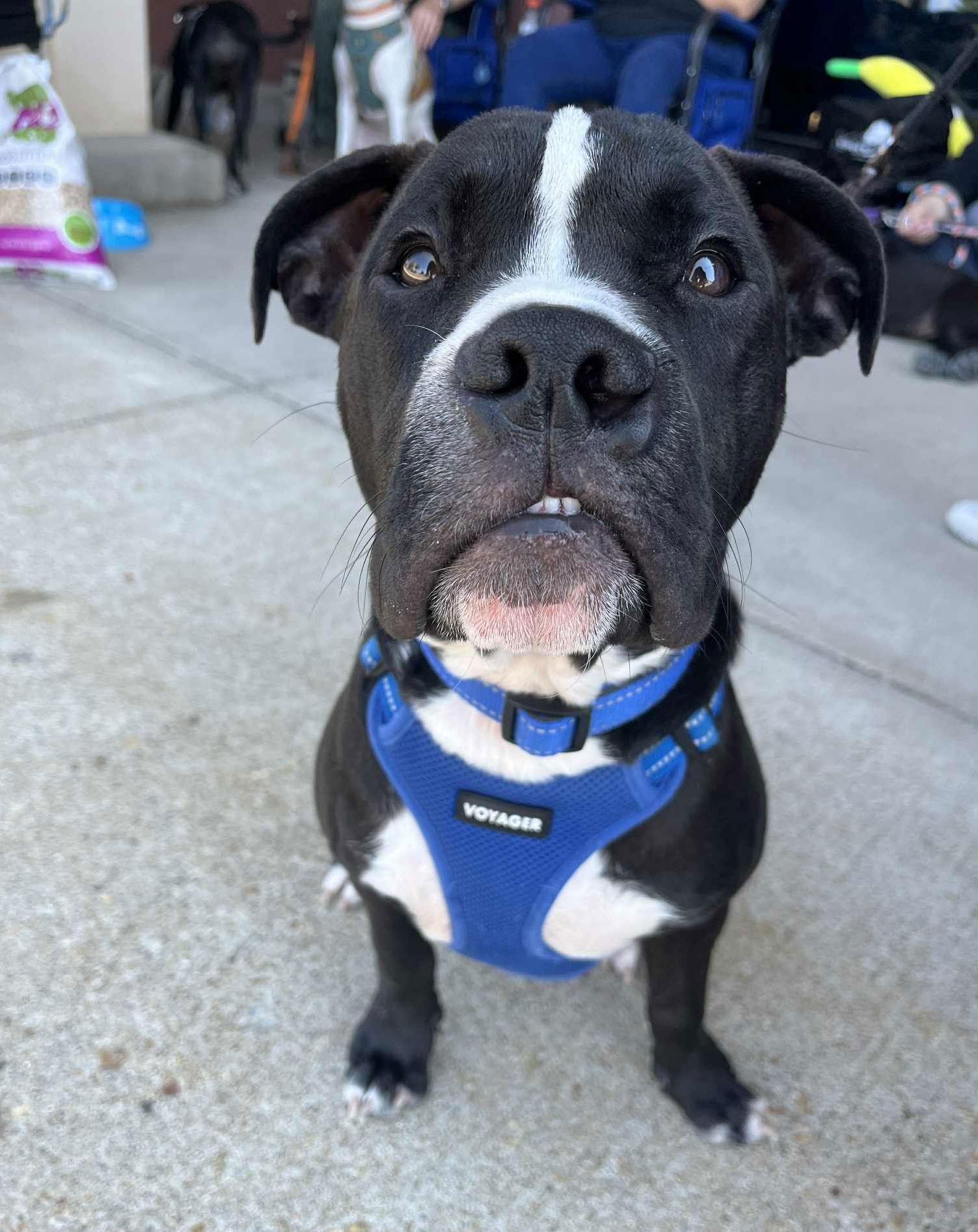 Enlarge Miko, a Adopted mixed breed in Spotsylvania, VA image 2/3