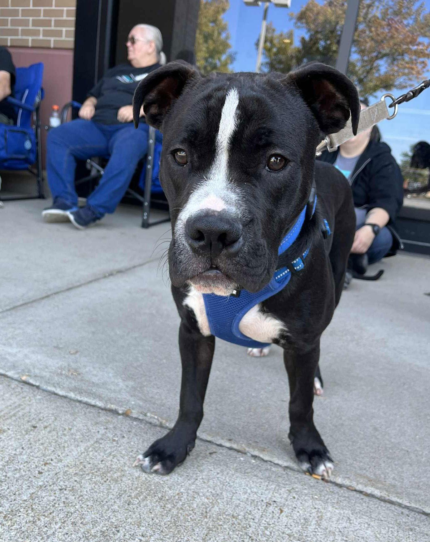 Enlarge Miko, a Adopted mixed breed in Spotsylvania, VA image 3/3