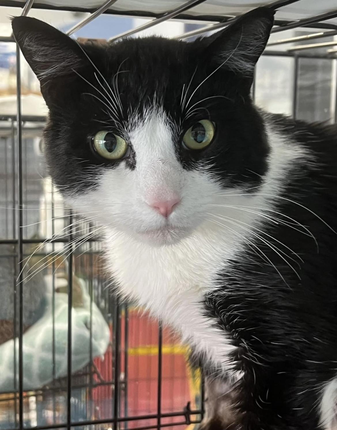 Stewie, a ADOPTABLE Domestic Short Hair in Johnston, RI image 6/6