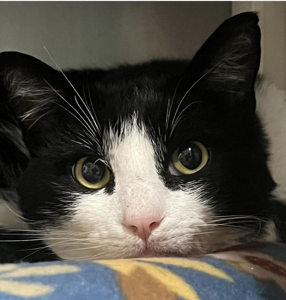 Stewie, a ADOPTABLE Domestic Short Hair in Johnston, RI image 5/6