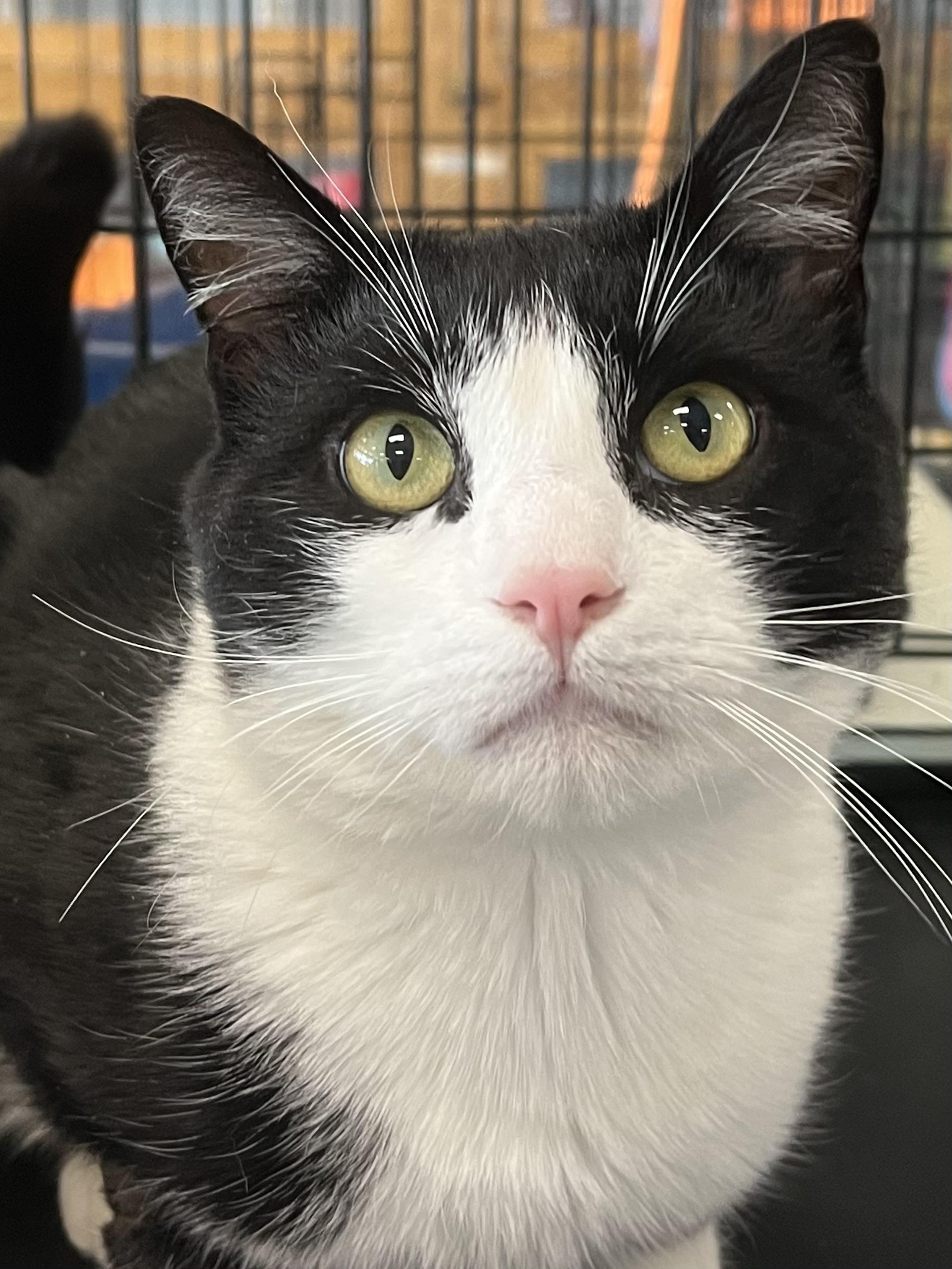 Stewie, ADOPTABLE, Adult Male Domestic Short Hair.