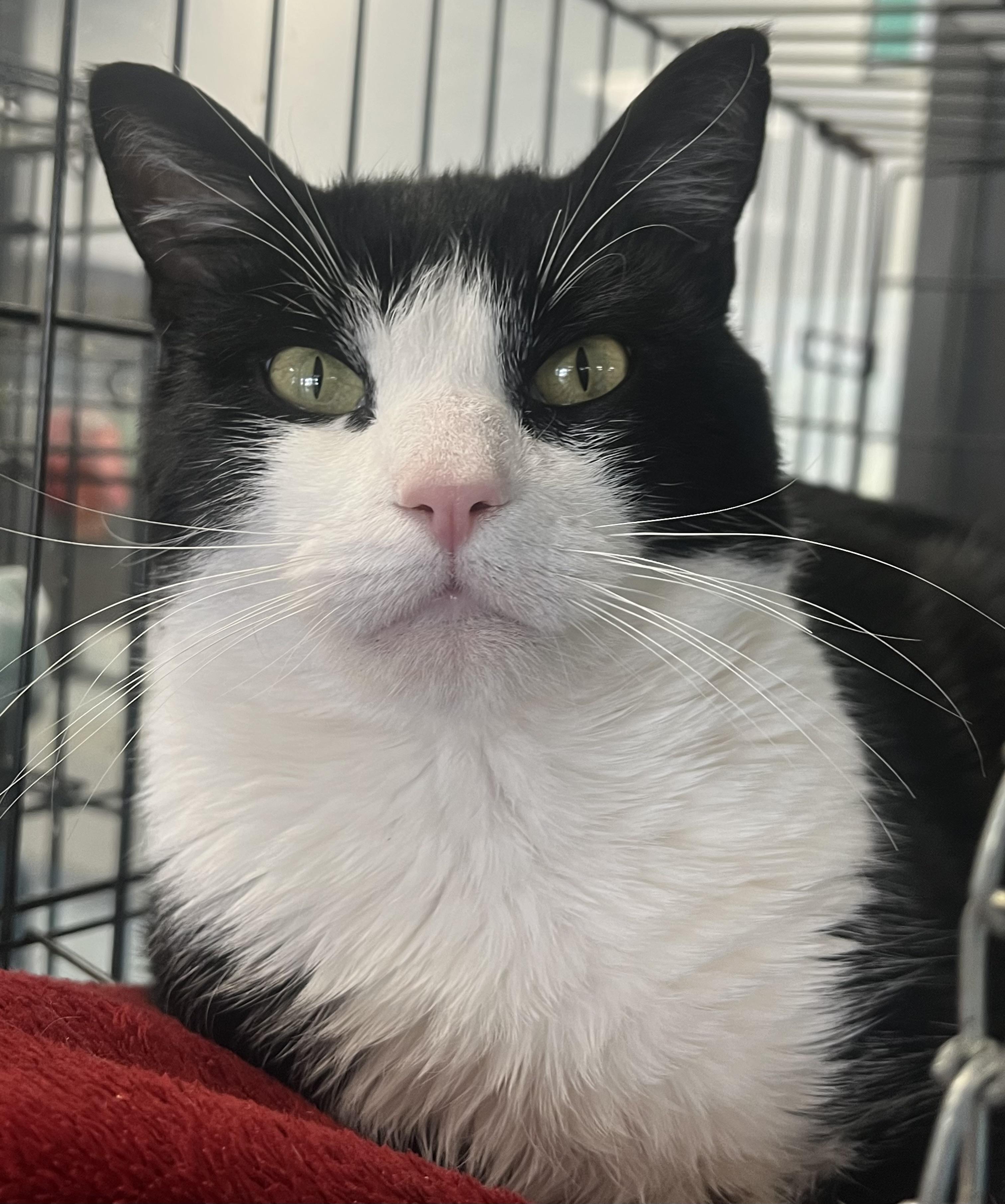 Stewie, a ADOPTABLE Domestic Short Hair in Johnston, RI image 4/6